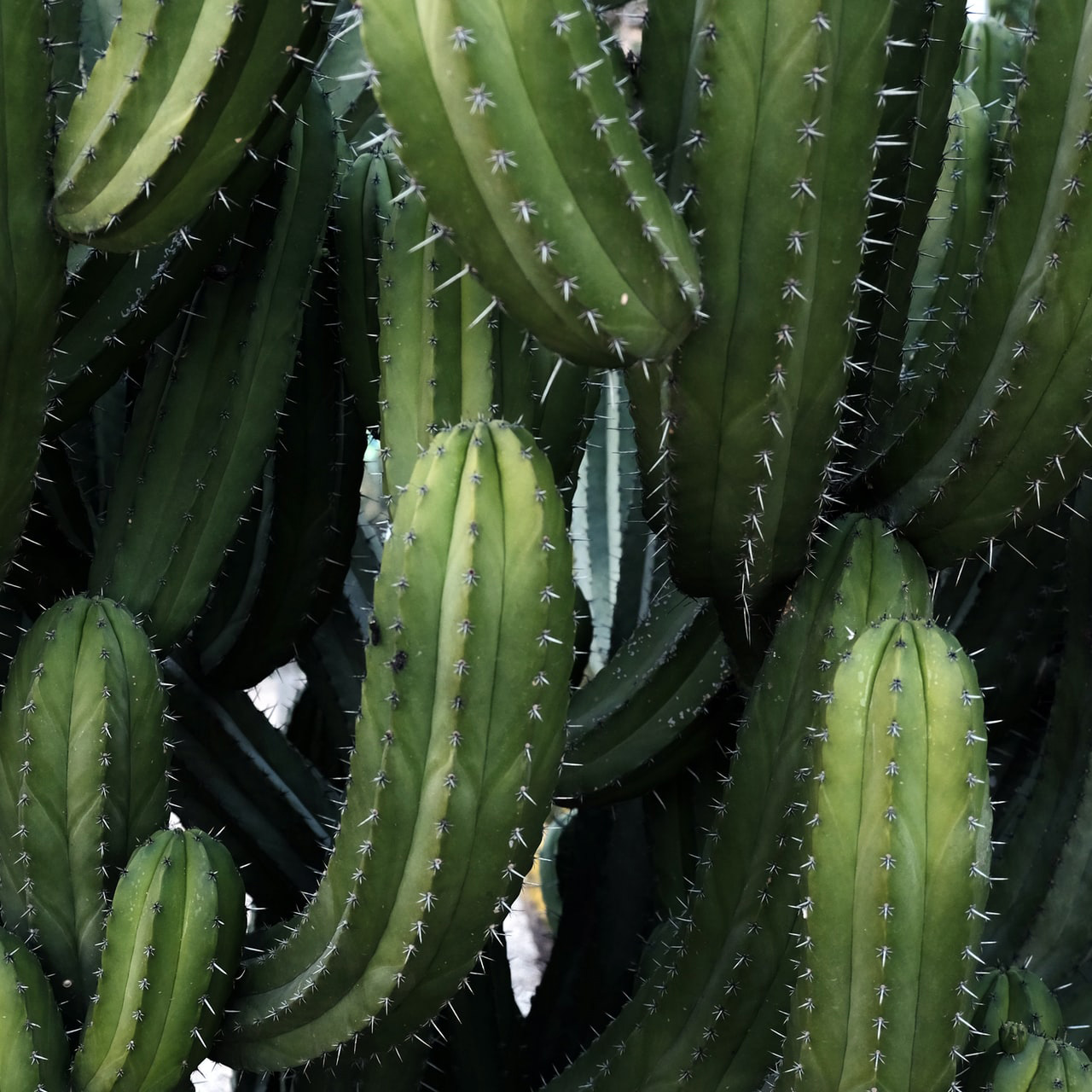 Succulents & Cacti