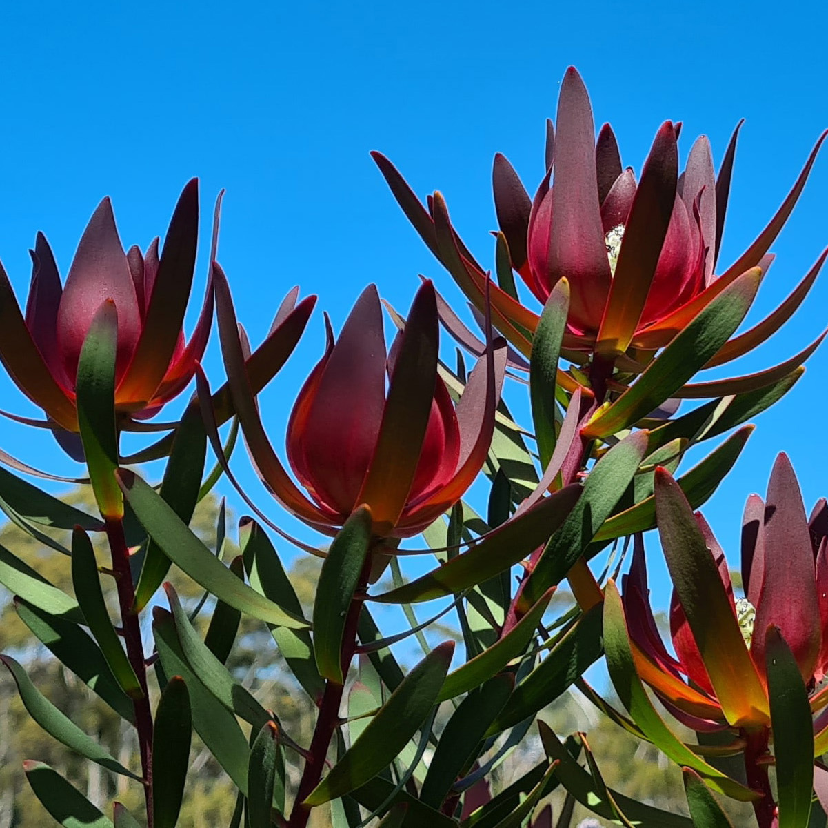 Native Plants