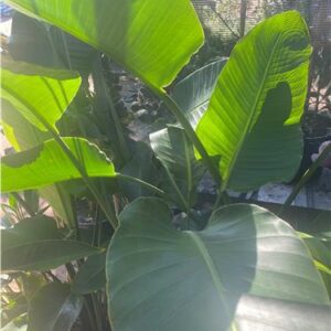 Strelitzia Nicolai