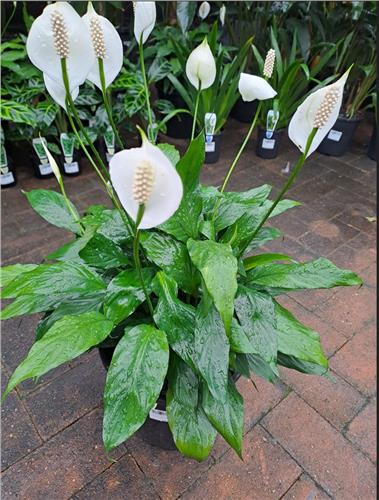 12+ Small Peace Lily Plant