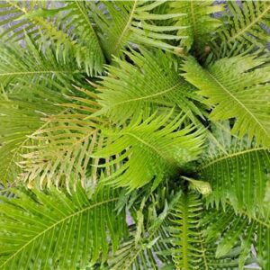 Silver Lady Fern