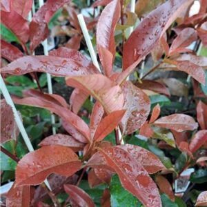 Photinia Red Robin
