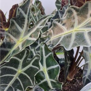Alocasia Amazonica Dwarf