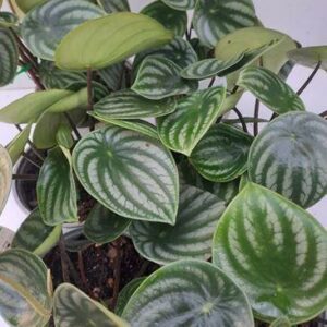 Alocasia Baginda Dragon Scale