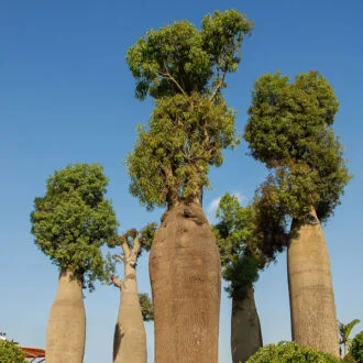 Feature Trees
