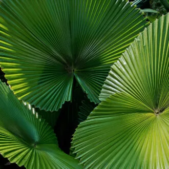 Tropical Plants