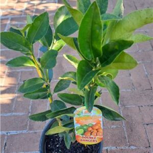 2 Way Lime/Mandarin 250mm