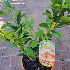 2 Way Mandarin/Mandarin 250mm