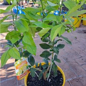 2 Way Lemon/Lemon 250mm