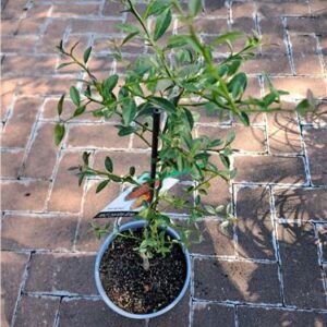 Red Centre Lime Native 200mm