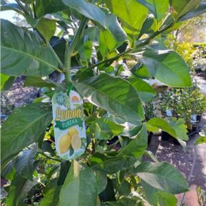 Eureka Lemon 400mm