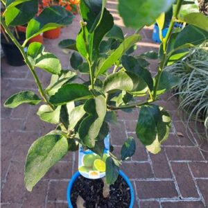 Dwf Tahitian Lime 250mm