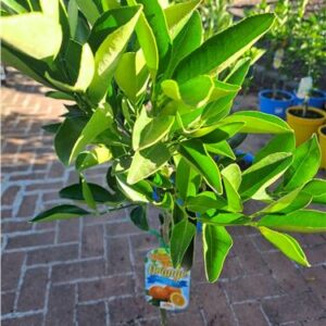 Dwf Washington Navel Orange 250mm