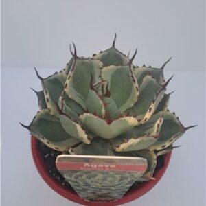 Agave Kissokan Varigated 130mm