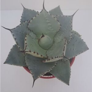 Agave Dragon Toes 130mm