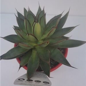 Agave Burnt Burgandy 130mm