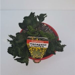 Euphorbia Flanganni Crest 130mm