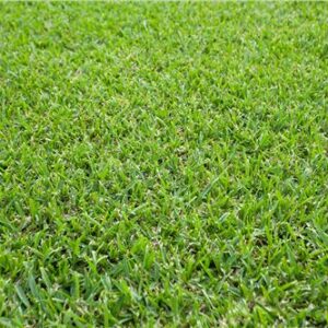 Turf Sir Walter DNA certified / m2