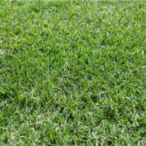 Turf Nullarbor Couch /m2