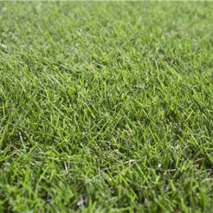 Turf Sir Grange / m2