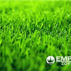 Turf Empire Zoysia / m2